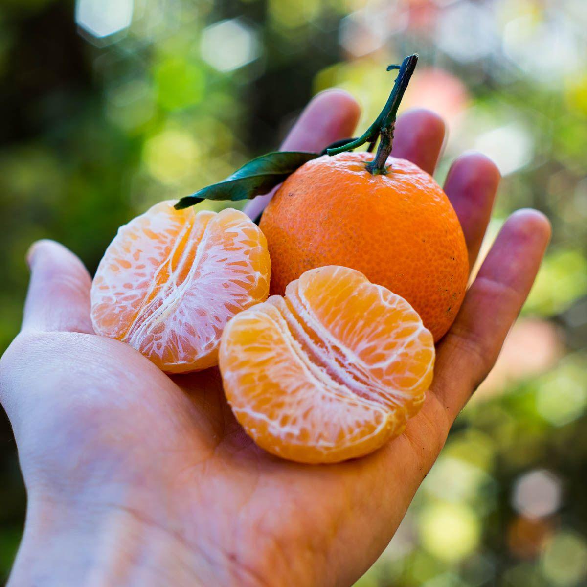 Citrus mixed varieties