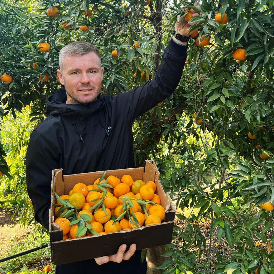 Clementine Clemenules