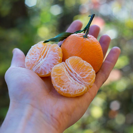 Clementine Gold Nugget