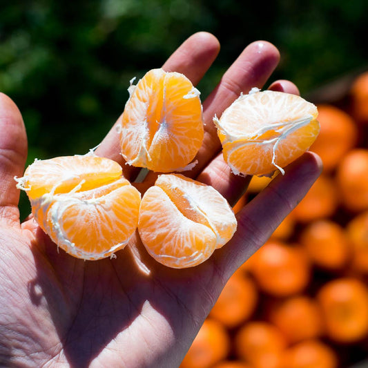 Clementine Hernandina