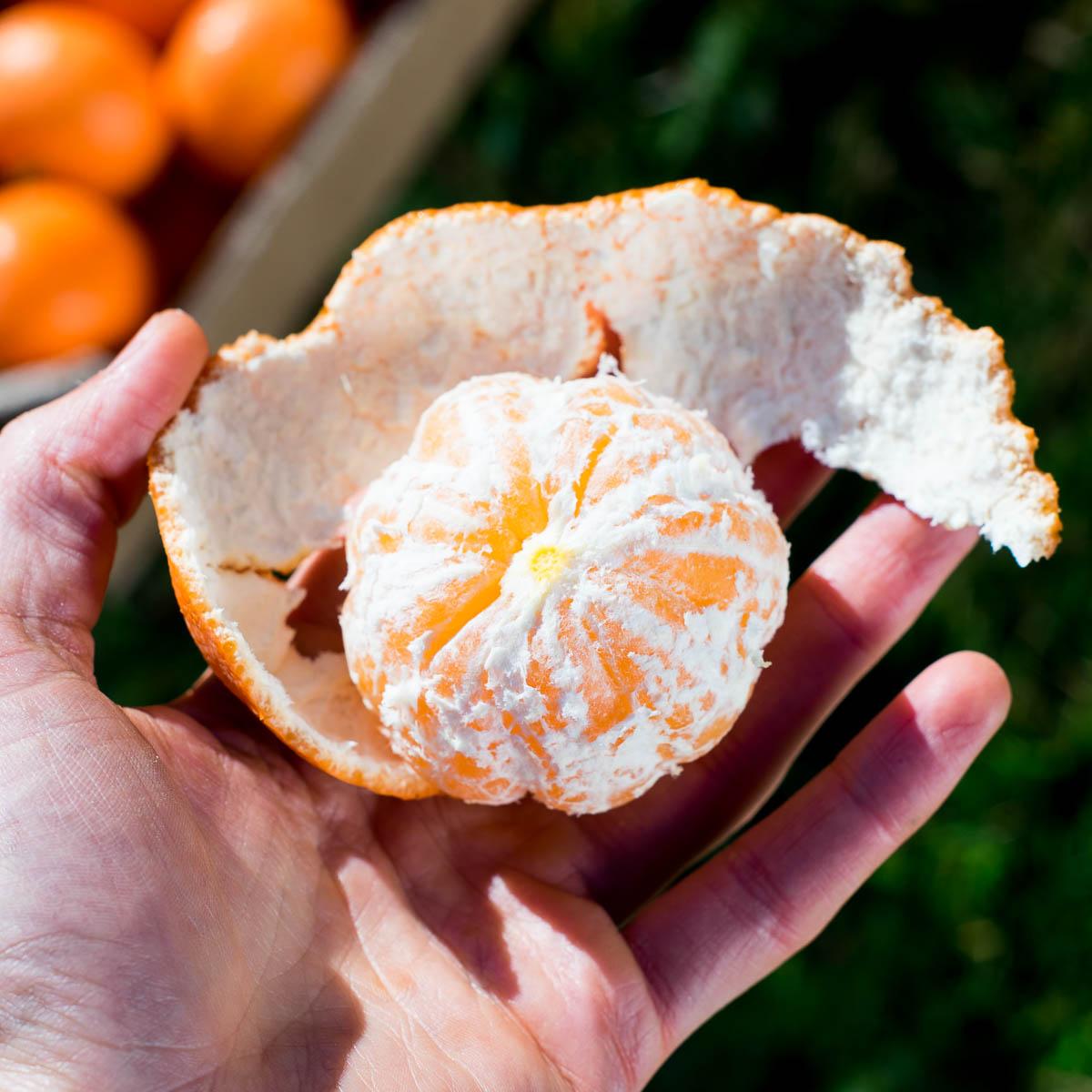 Clementine Hernandina