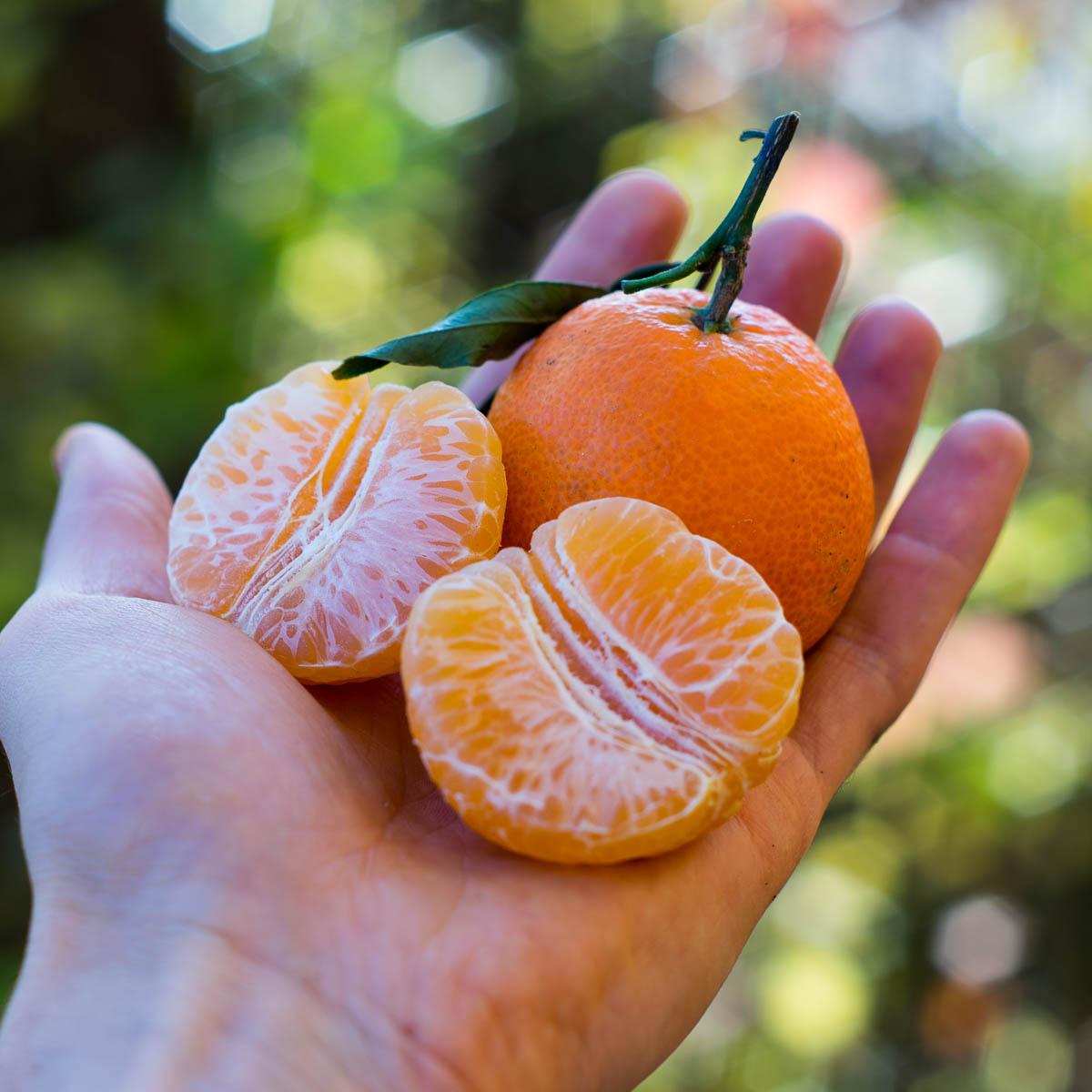 Clementine Ortanique