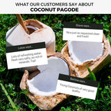 Young Fresh Coconut Pagode
