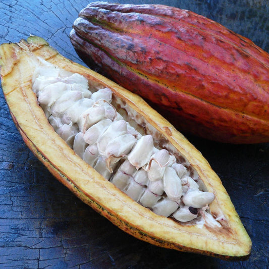 Cocoa Pod