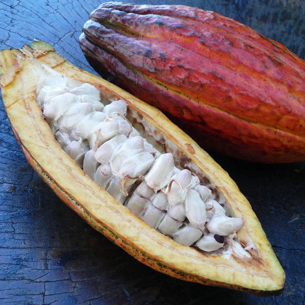 Cabosse de cacao