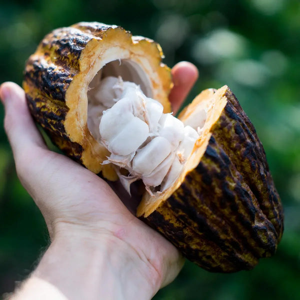 Cabosse de cacao