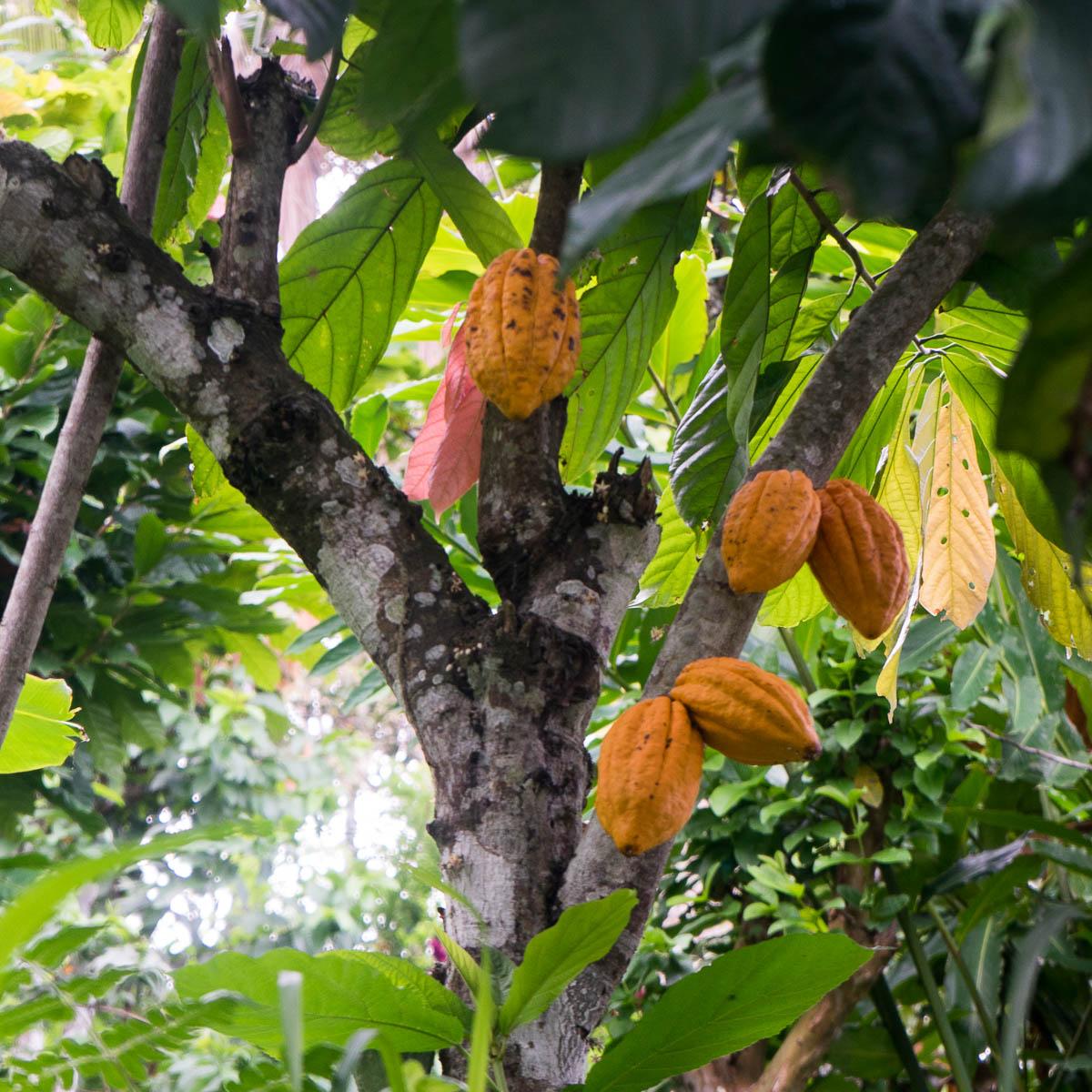 Cocoa Pod Delivered Fresh - buy at Jurassic Fruit Cocoa Pod Delivered Fresh - buy at Jurassic Fruit