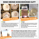 Junge Frische Trink Kokosnuss Pagode