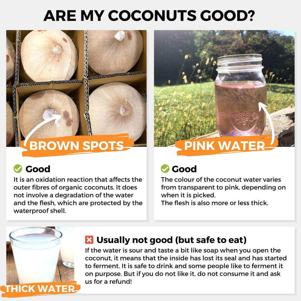 Young Fresh Coconut Pagode