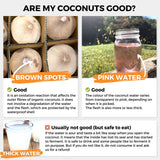 Young Fresh Coconut Pagode