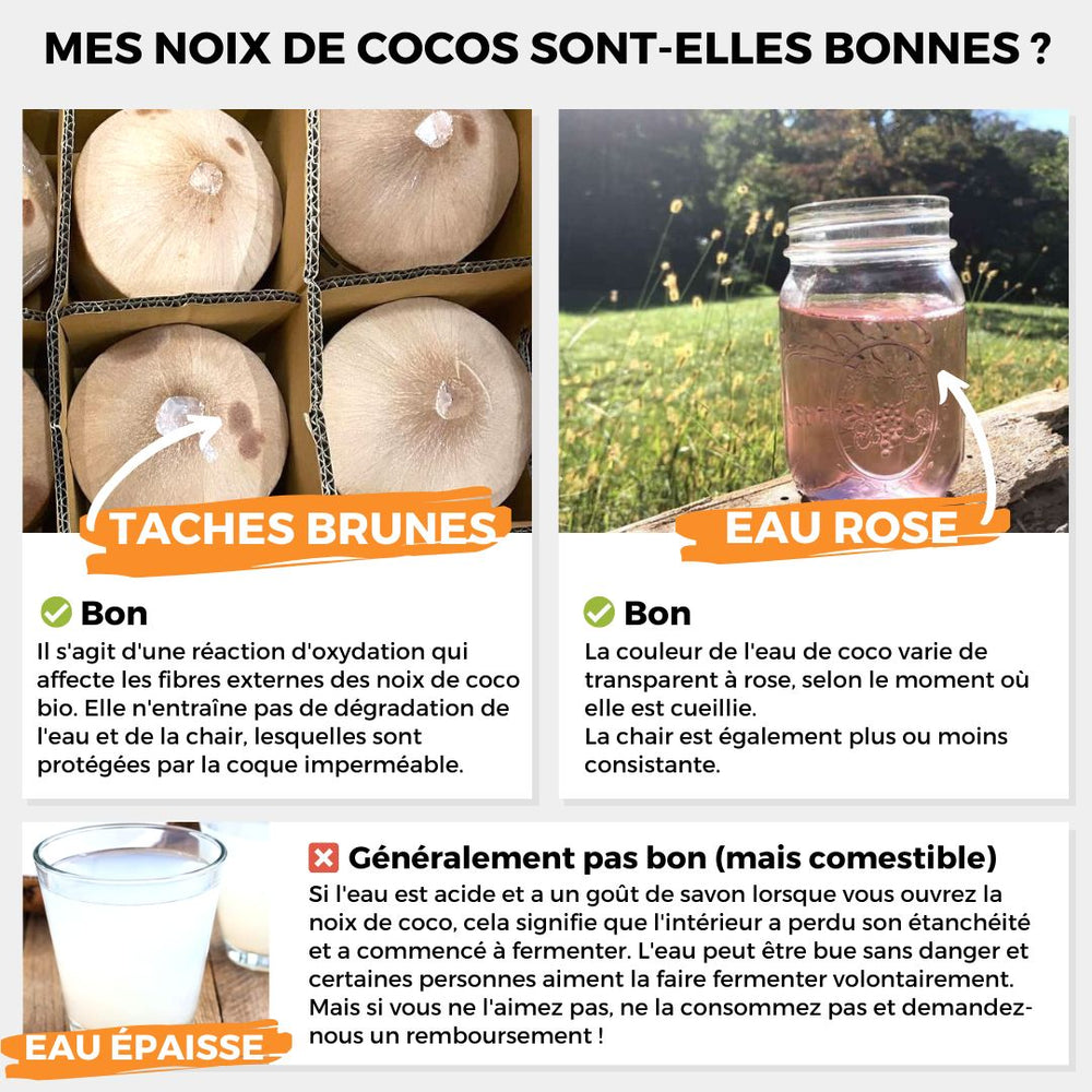 Noix de coco jeune fraîche Pagode