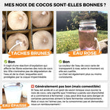 Noix de coco jeune fraîche Pagode