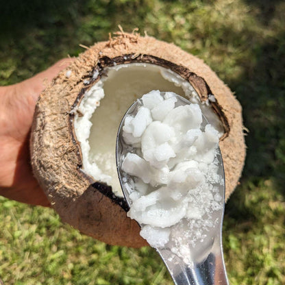 Kokosnuss Kopyor
