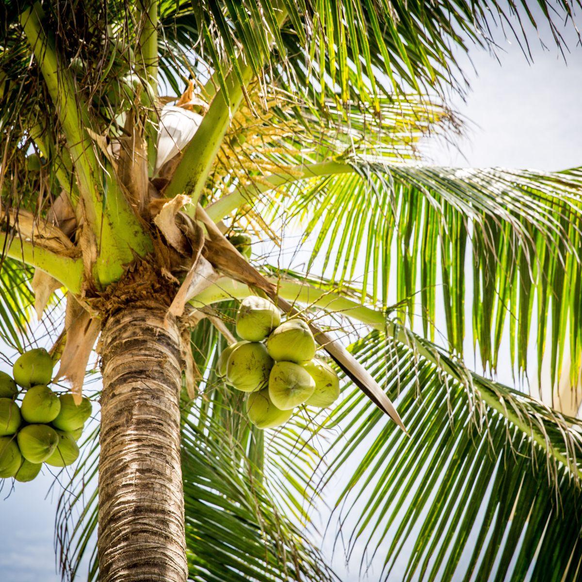 Coconut ripe