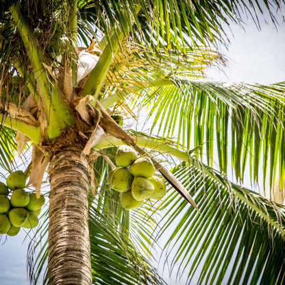 Coconut ripe