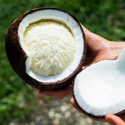 Coconut sprouted