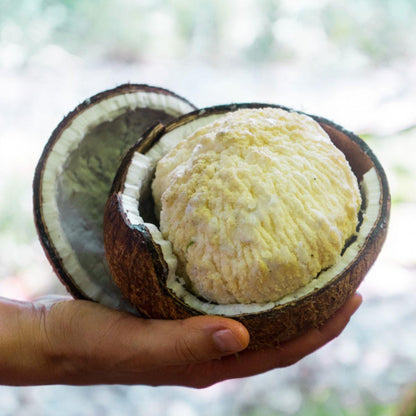 Coconut sprouted