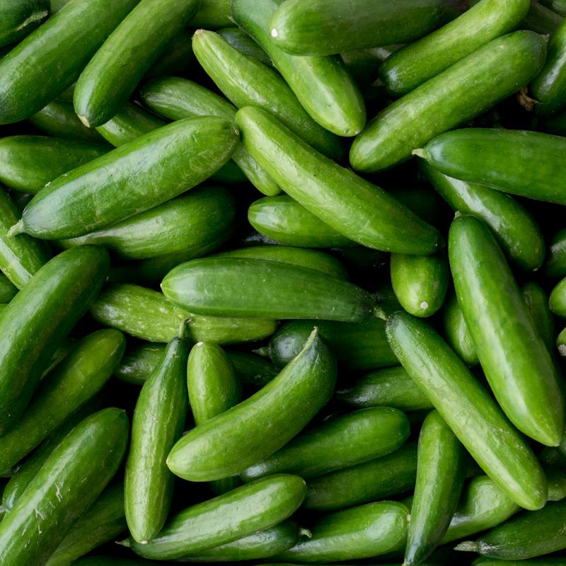 Cucumber mini