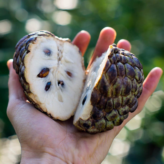 Custard Apple