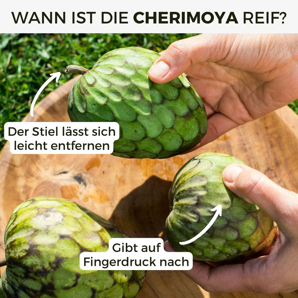 Cherimoya