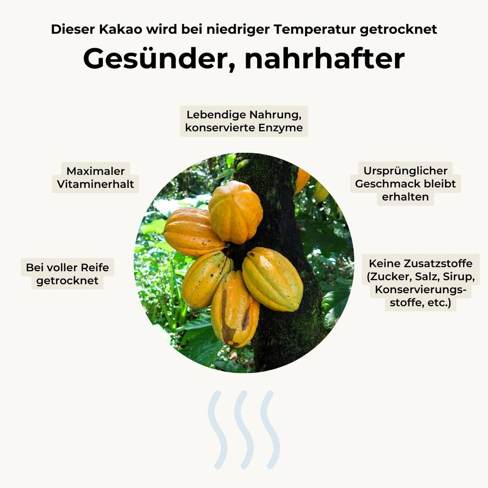 Kakaobohnen mit Fruchtfleisch getrocknet
