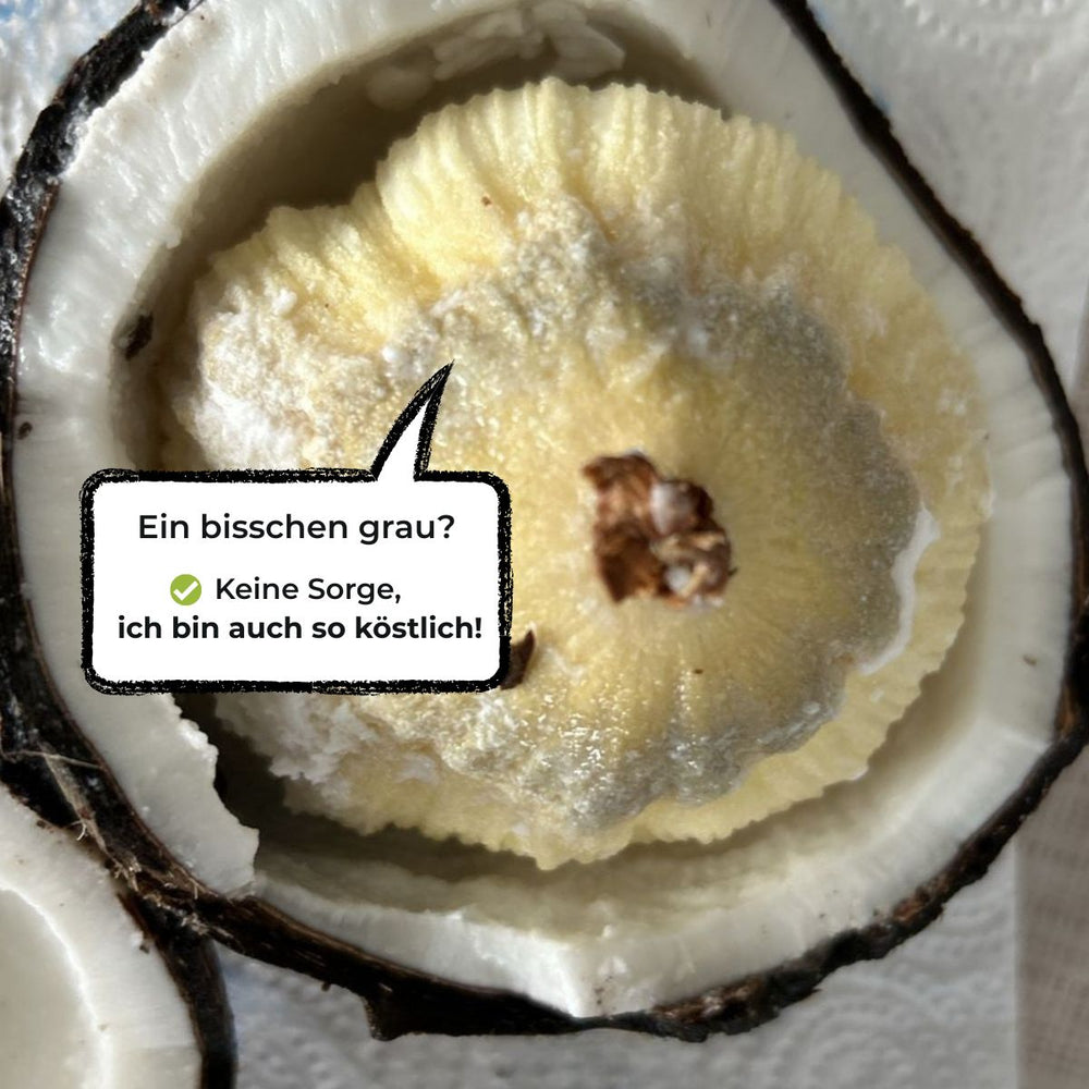 Kokosnuss gekeimt
