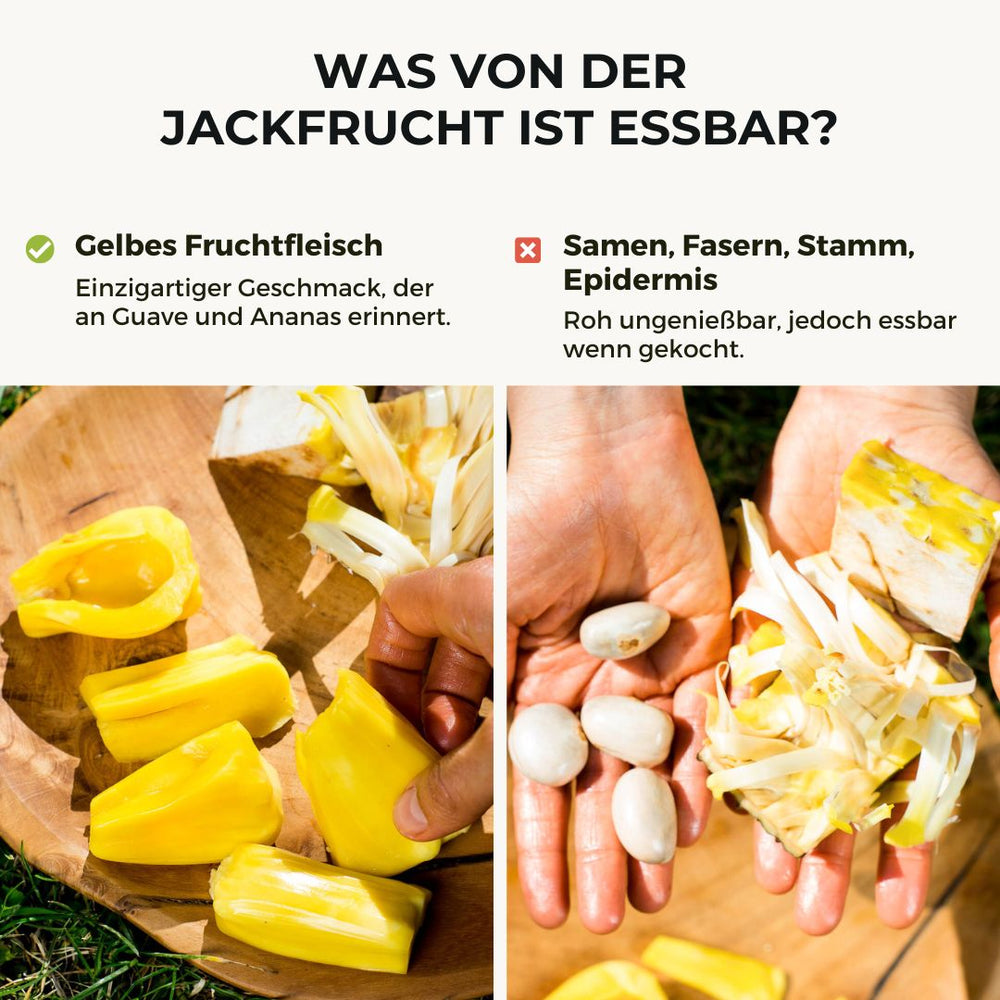 Jackfrucht reif Phet