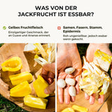Jackfrucht reif Phet