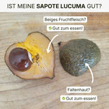 Sapote Lucuma