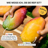 Mango Osteen