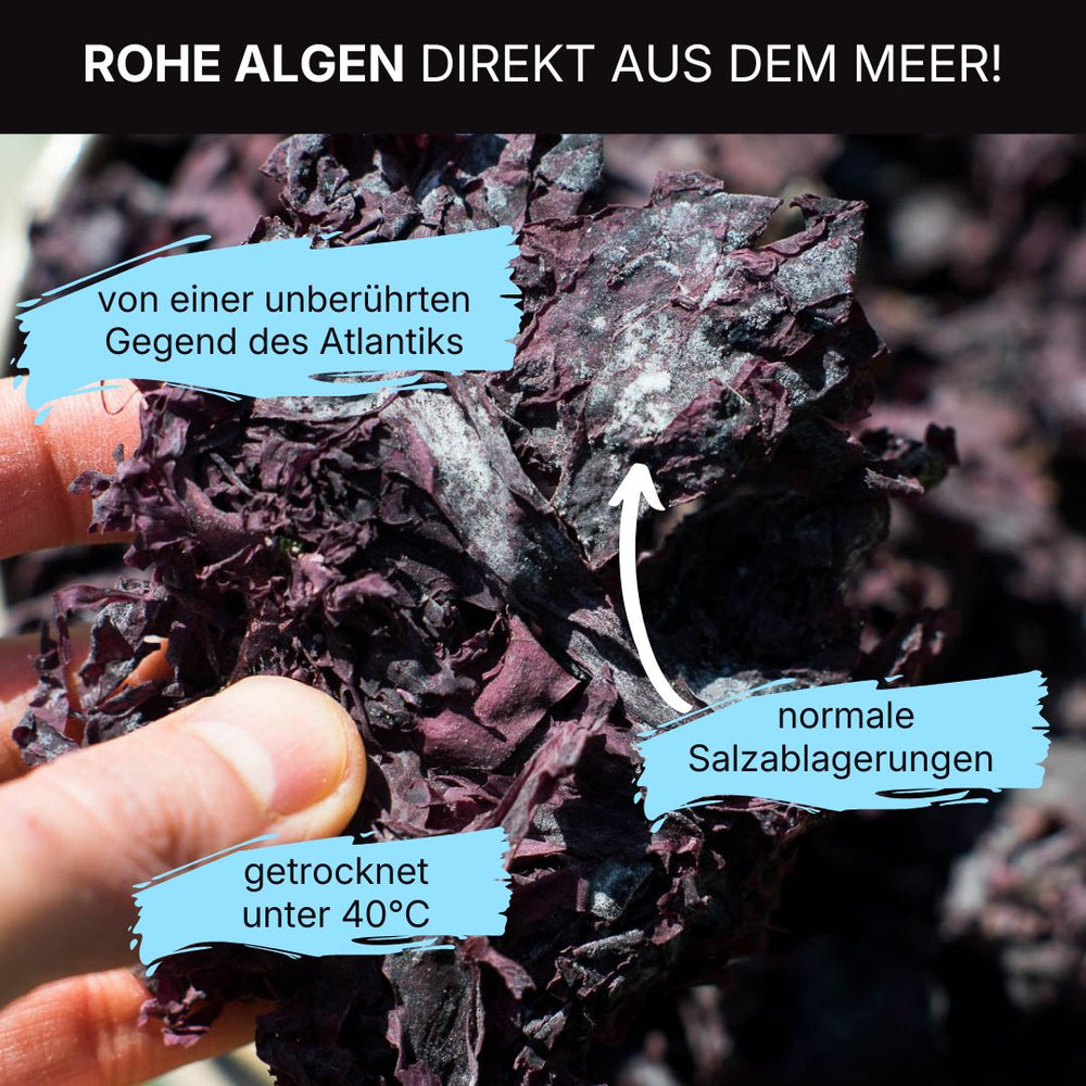 Algen Dulse getrocknet