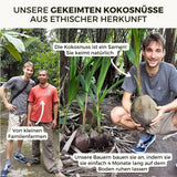 Kokosnuss gekeimt