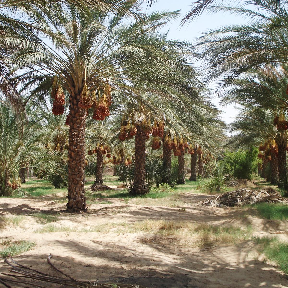 Dattel Deglet Nour am Zweig soft