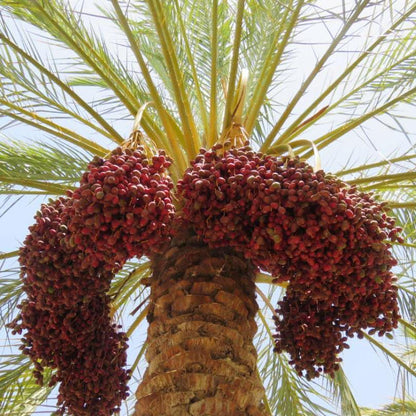 Date Mazafati soft