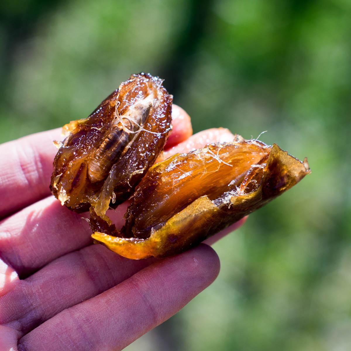 Date Medjool Super Fresh and Juicy
