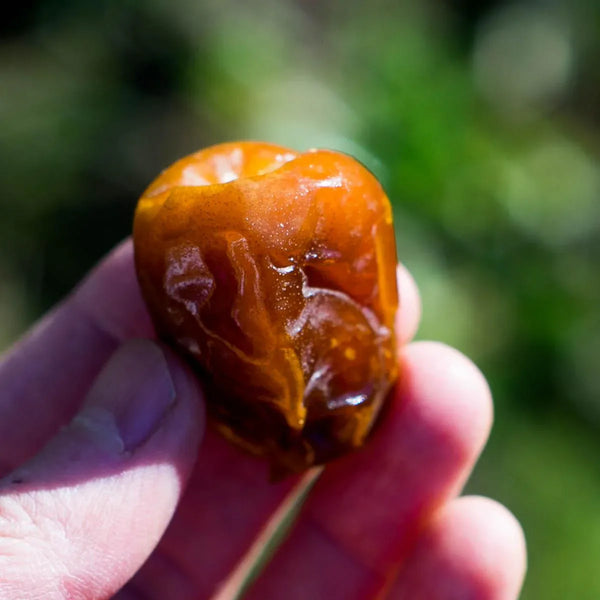 Date Sukkari Gold half-juicy