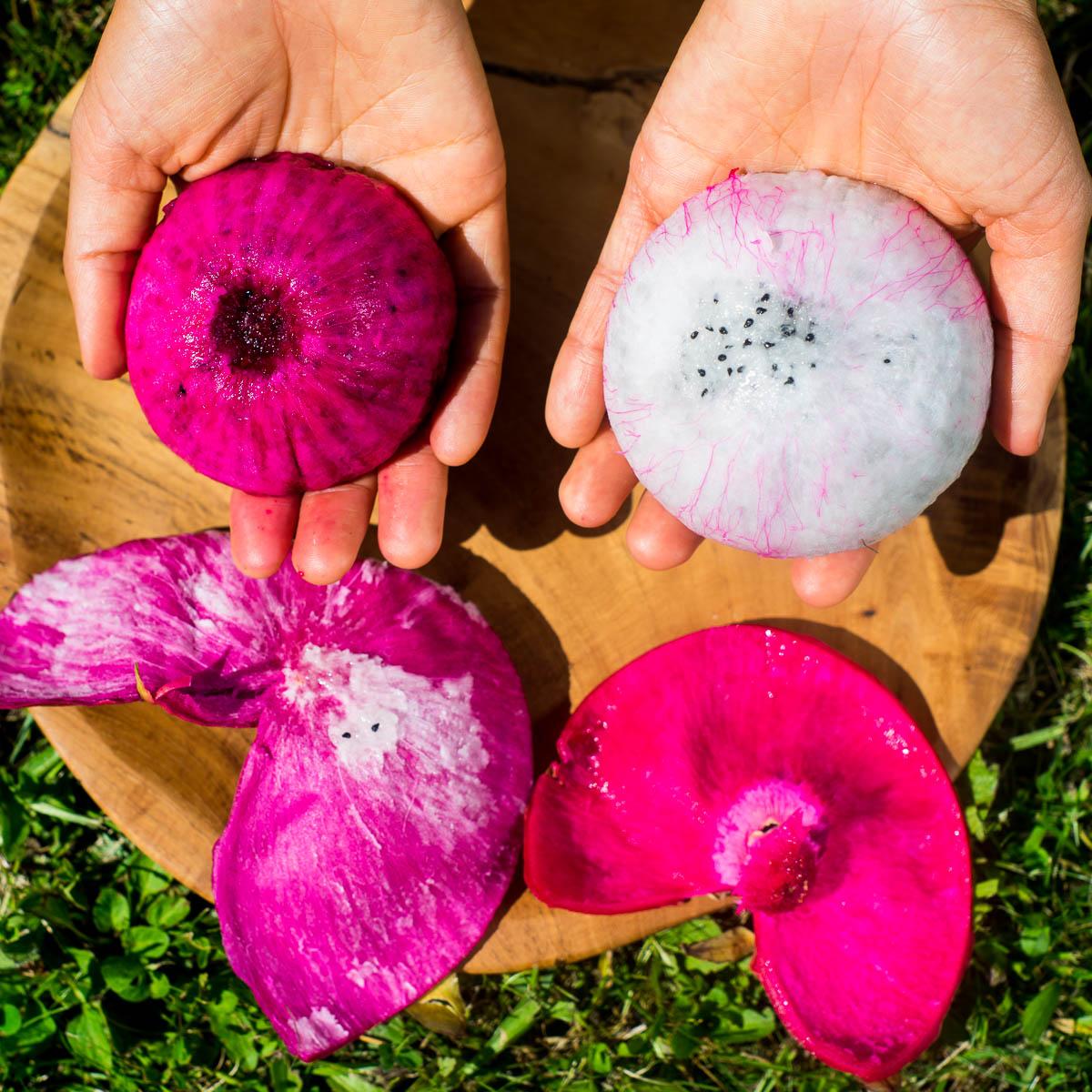 Drachenfrucht (Pitaya) Mix Box