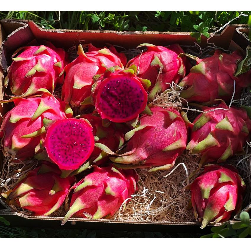 Dragon fruit (pitaya) mixed varieties