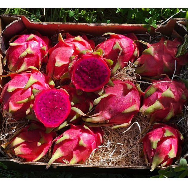 Fruit du Dragon (pitaya) mix
