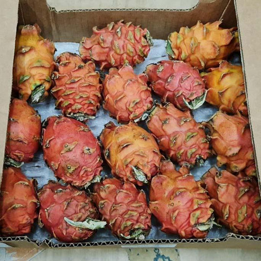 Dragon fruit (pitaya) pink sweet