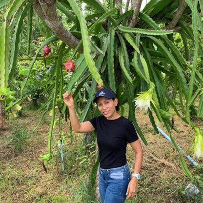 Dragon fruit (pitaya) white