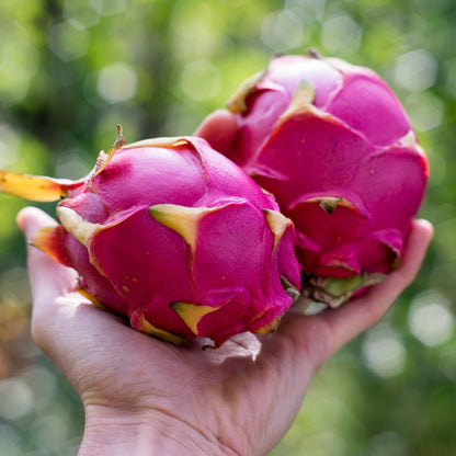 Dragon fruit (pitaya) white