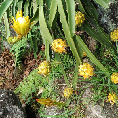 Dragon fruit (pitaya) yellow sweet