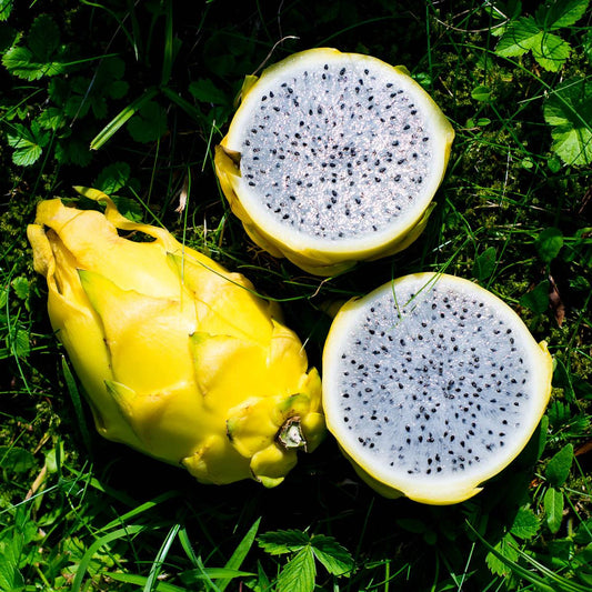 Dragon fruit (pitaya) yellow