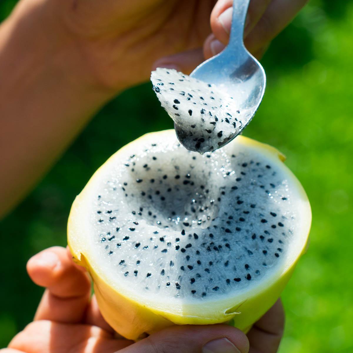 Dragon fruit (pitaya) yellow