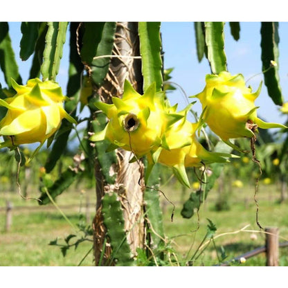 Dragon fruit (pitaya) yellow
