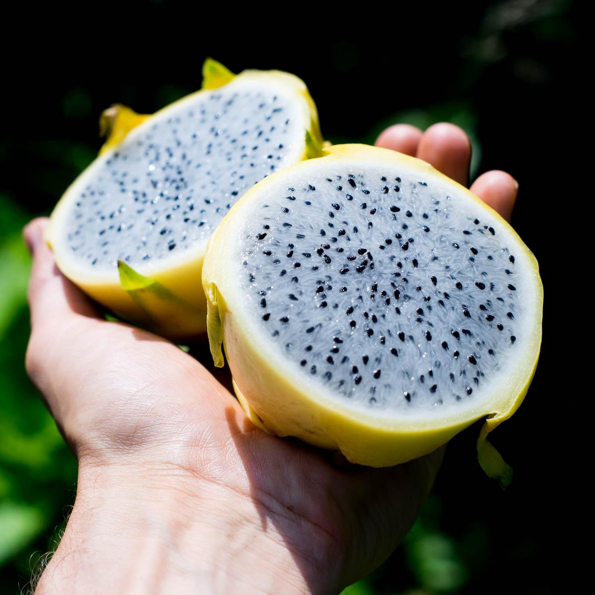 Dragon fruit (pitaya) yellow