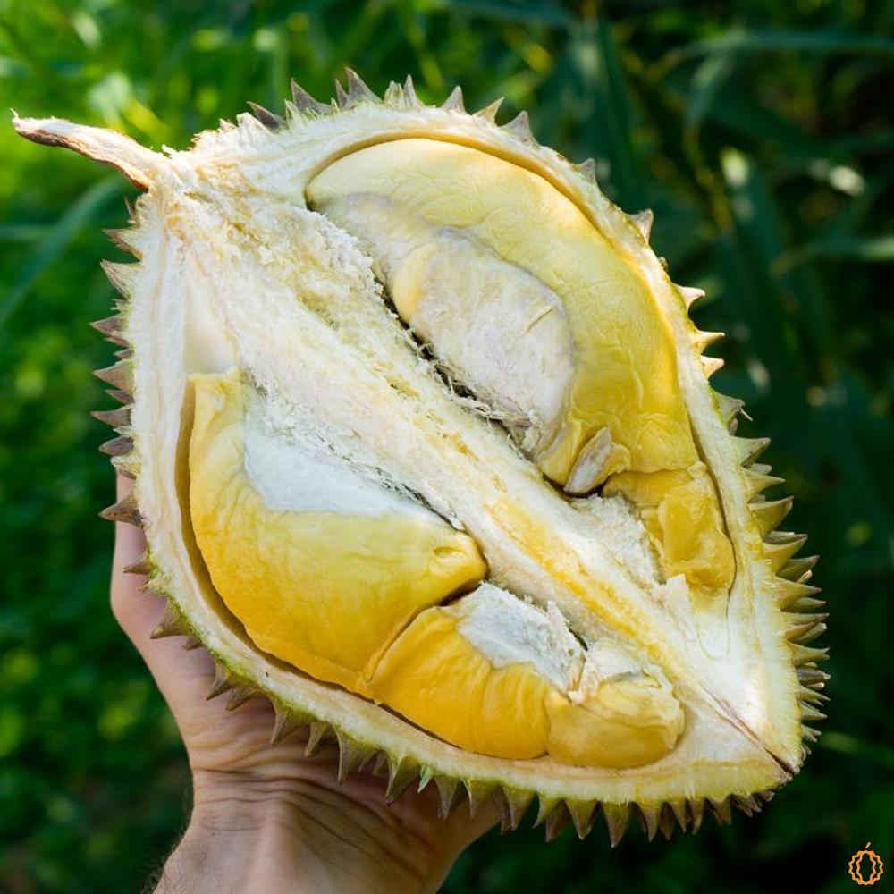 Durian Chanee geschält