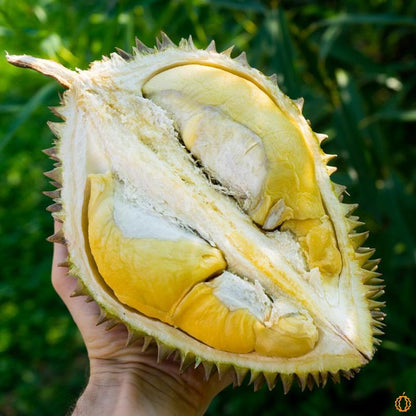 Durian Chanee geschält