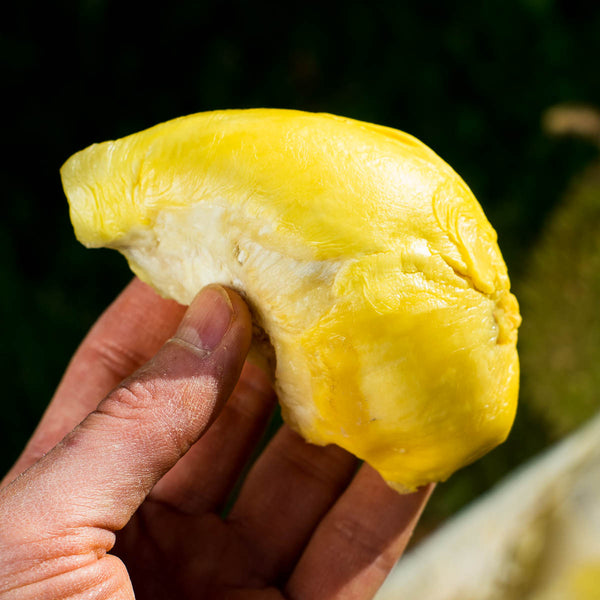 Durian Nok Yib peeled